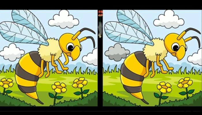 Sadece yüksek IQ'su olanlar 10 saniyede buluyor! Ormanda polen toplayan 2 arı arasındaki üç farkı bul, kendi zekanı test et